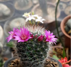 家庭养花用生根粉