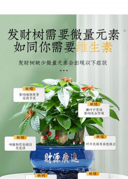 家庭养花用生根粉