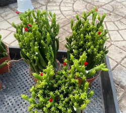 家庭养花用生根粉