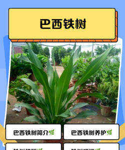 巴西铁树有什么叫法