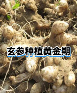 玄参什么时候播种