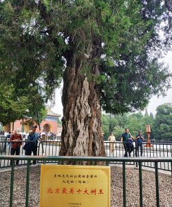 北京的市树有什么
