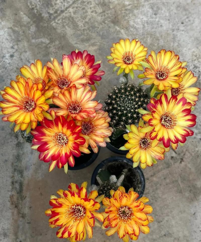 家庭养花用生根粉