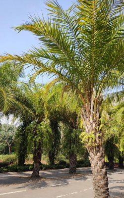 湛江有什么出名植物