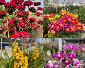 家庭养花用生根粉