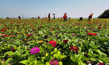 家庭养花用生根粉