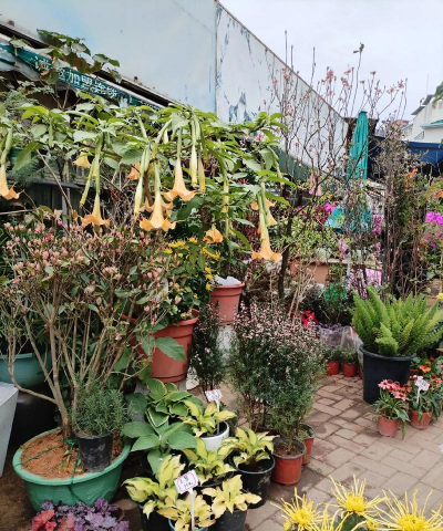 家庭养花用生根粉