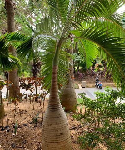 家庭养花用生根粉