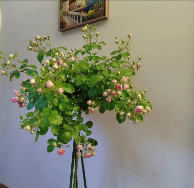 家庭养花用生根粉