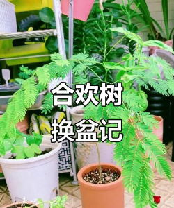 合欢什么时候修剪