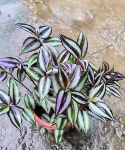 吊竹梅(吊竹兰、斑叶鸭跖草)的养护方法 吊竹梅(吊竹兰、斑叶鸭跖草)的养护方法