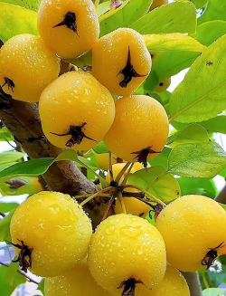 什么海棠果实是黄