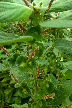 铁苋菜开什么花