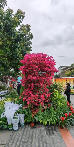 家庭养花用生根粉