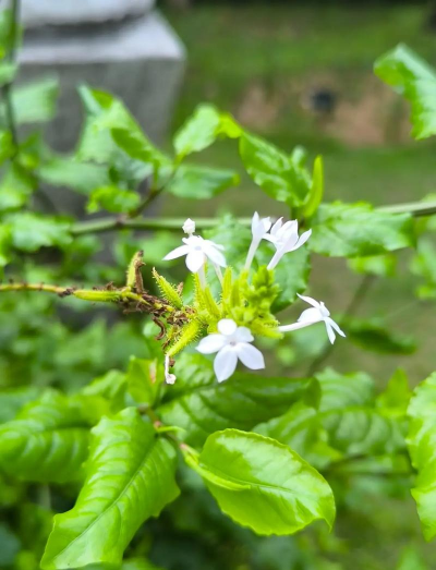 白花丹生长在哪些省