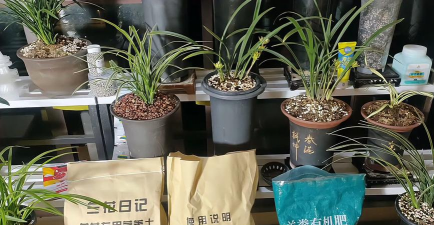 家庭养花用生根粉