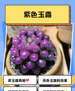 紫玉露是什么玉露