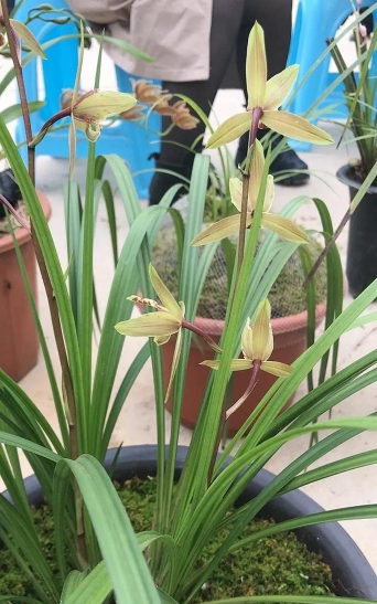 云南有什么草兰