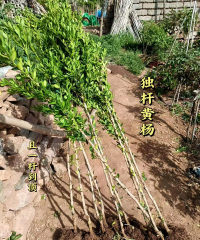 瓜子黄杨有什么寓意