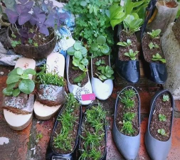 家庭养花用生根粉