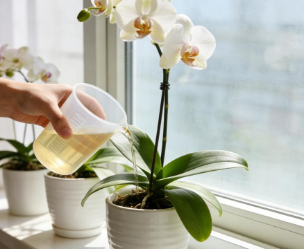 家庭养花用生根粉