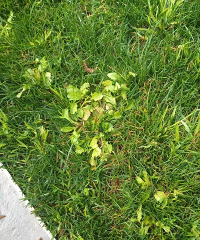 丹麦草杂草防除方案