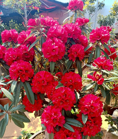 家庭养花用生根粉