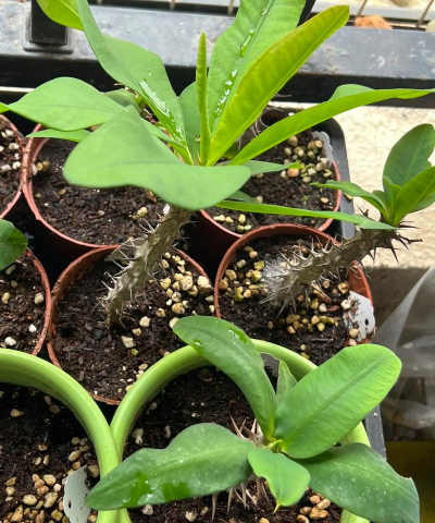 可以经插的植物有哪些