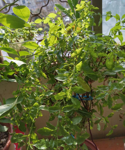 家庭养花用生根粉