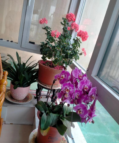 家庭养花用生根粉