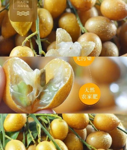 黄皮果属于什么果实