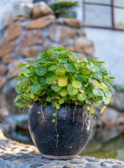 香菇草浇什么水