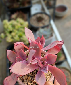 小红衣夏天什么状态