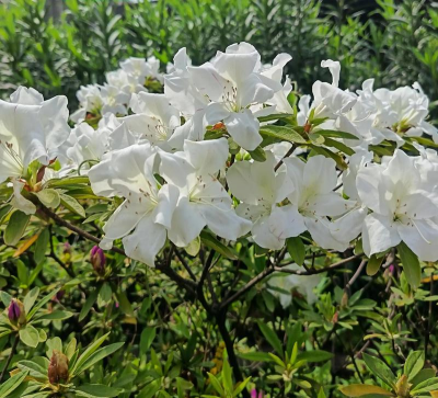 白山适合种植什么花
