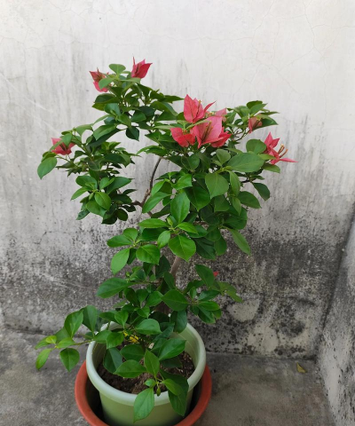 家庭养花用生根粉