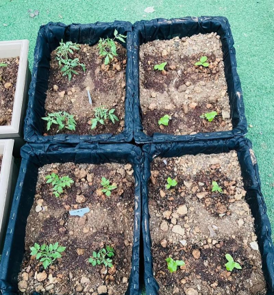 家庭养花用生根粉