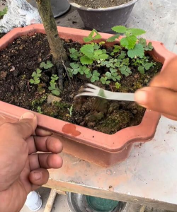 家庭养花用生根粉