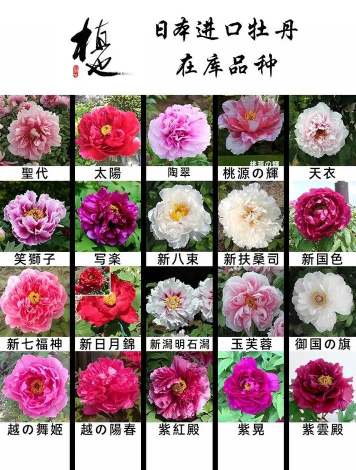 进口牡丹花都有哪些品种