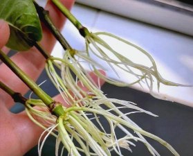 家庭养花用生根粉