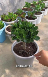 家庭养花用生根粉