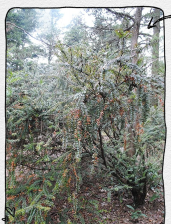 高山上有哪些木本植物