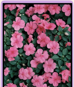 非洲春天开的有哪些花