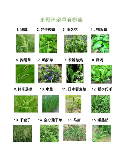 常见的草的品种有哪些