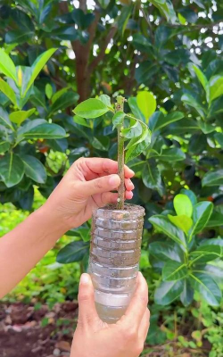 家庭养花用生根粉