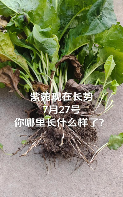 紫苑种植最怕什么