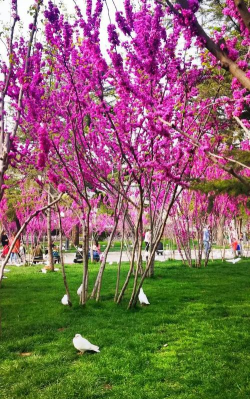 紫荆山公园里有哪些花