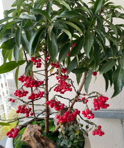 家庭养花用生根粉