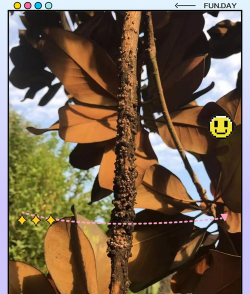 广玉兰什么虫害