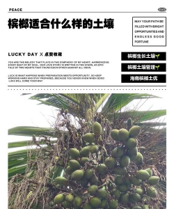 槟榔树适合什么土壤