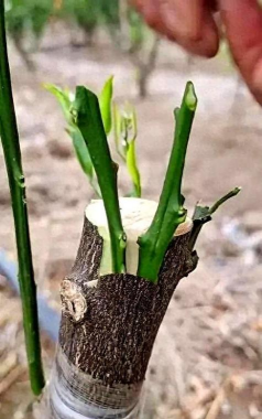 果树能嫁接什么花木